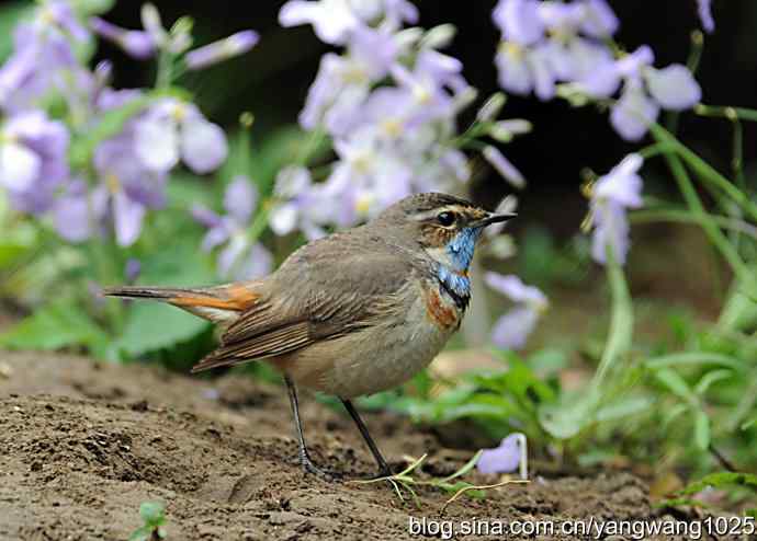 蓝喉歌鸲 wbr1 蓝喉歌鸲 wbr1