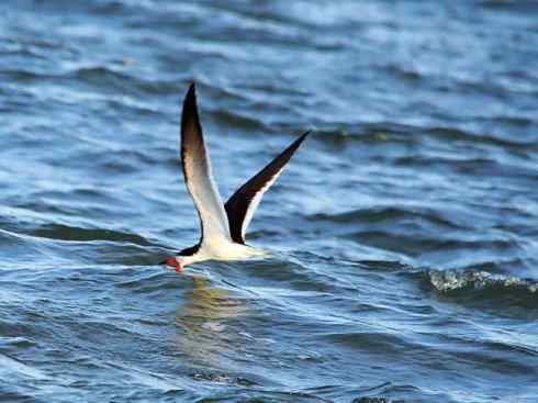猎奇：奇特的鸟喙之二