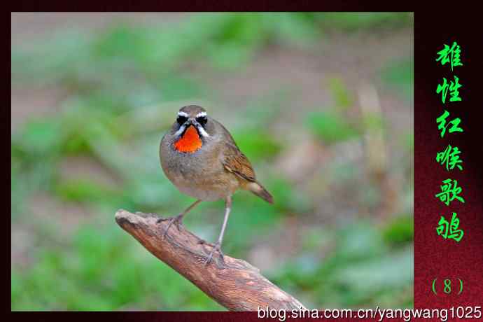 北京天坛公园的鸟类——雄性红喉歌鸲（8）