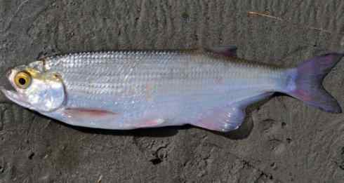 鱼类活化石：月眼鱼