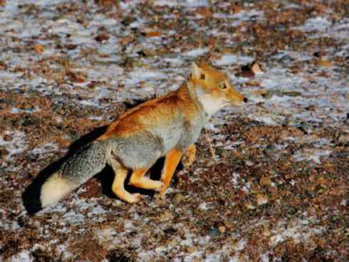 犬科：狐亚科狐属