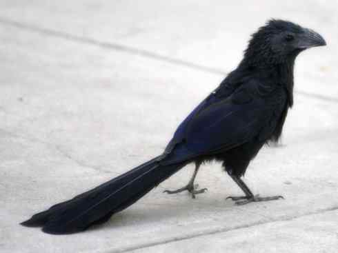 奇特的盔:大犀鹃 奇特的盔:大犀鹃