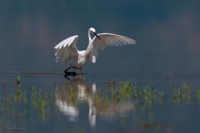 野鸭湖.生境白鹭