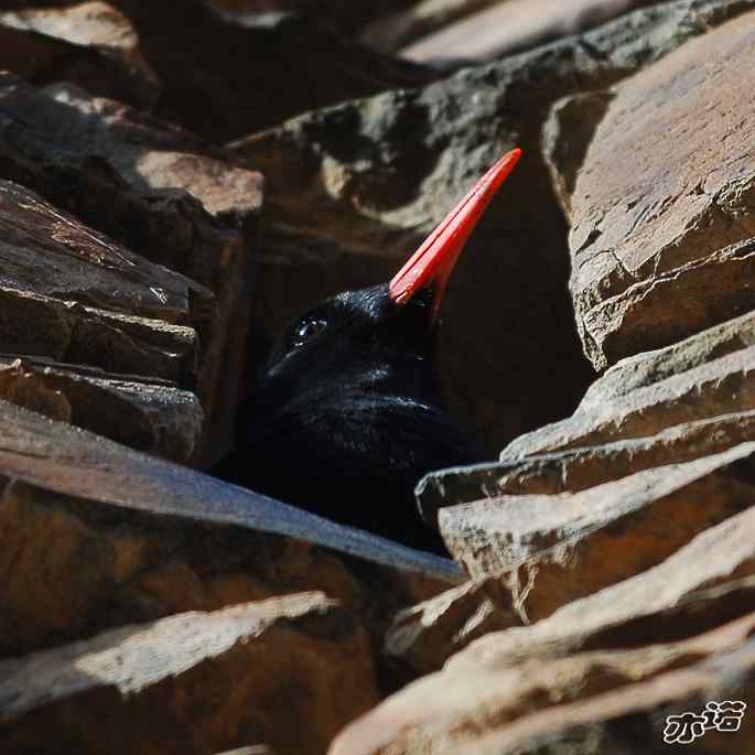四川松岗拍鸟——红嘴山鸦