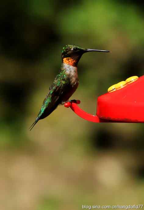 红玉喉北蜂鸟(2) 红玉喉北蜂鸟(2)