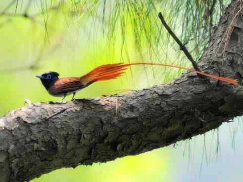 家禽驯化之源之二十九