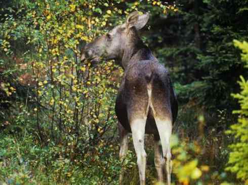麒麟：传说的兽原型探秘（驼鹿）
