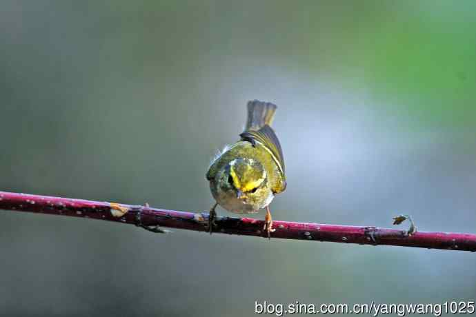 黄腰柳莺(23) 黄腰柳莺(23)