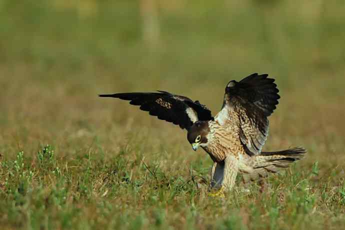 亮翅（秋阳下的游隼）