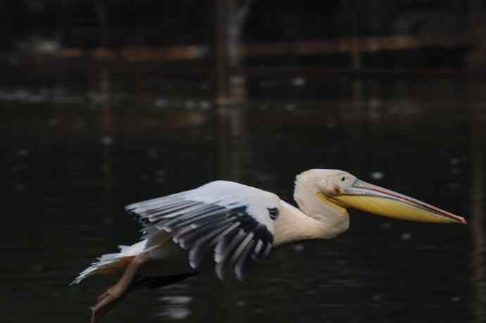 再拍大鹈鹕 wbr wbr4 再拍大鹈鹕 wbr wbr4