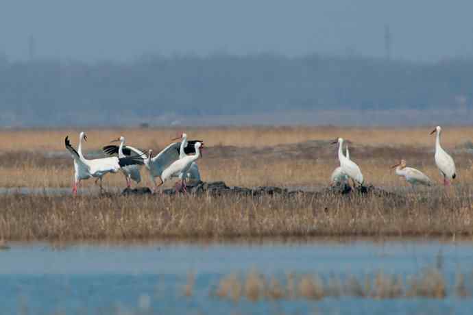 【新鸟】暮春观白鹤☆