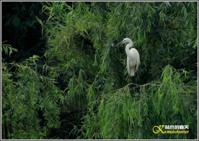 浣花来了大白鹭【照片】