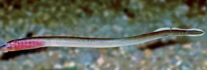 鱼类活化石：背眼七鳃鳗