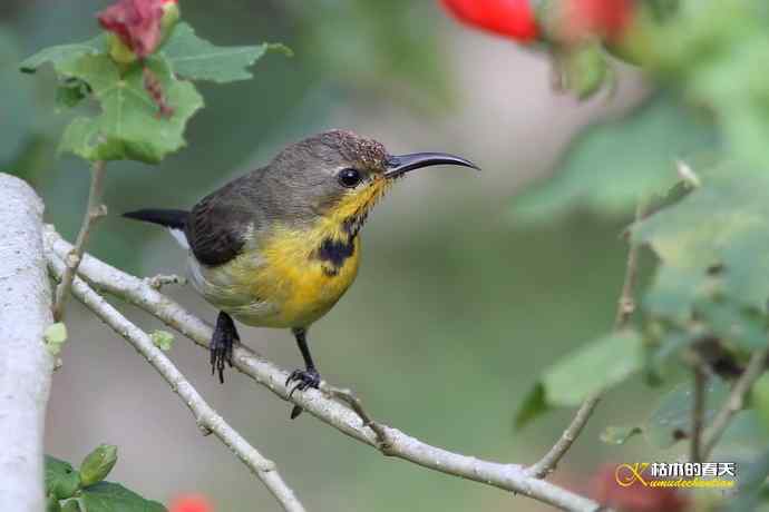 黄腹花蜜鸟