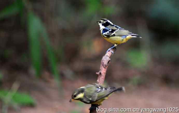 黄腹山雀（12）