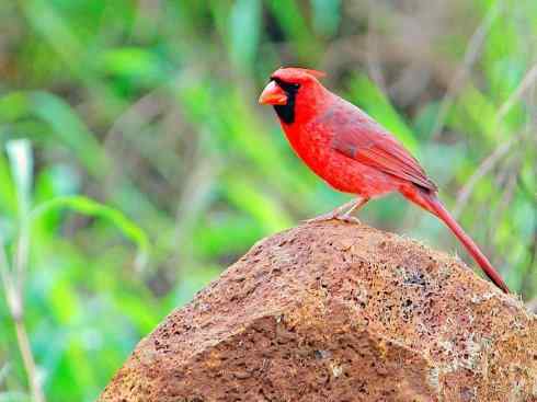 极品红色鸟类：红衣主教鸟