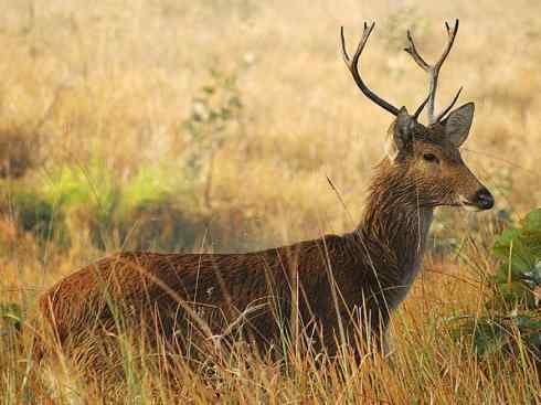 麒麟：传说的兽原型探秘（梅花鹿）