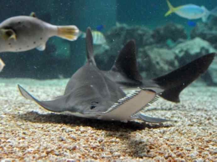 鱼类活化石：锯鳐