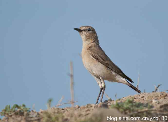 悬停，是一种尽职尽责（组图，22张图片）