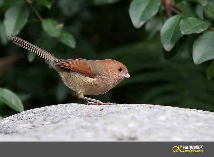 小鸟随拍【实拍】