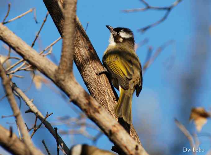 酷派十足滴白头鹎