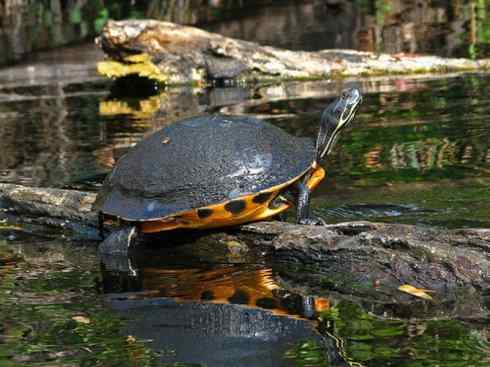 玄武：传说的兽原型探秘（水龟）