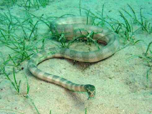 龙:传说的兽原型探秘(海蛇类) 龙:传说的兽原型探秘(海蛇类)