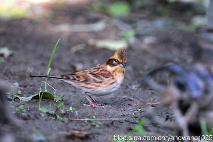 雌性黄喉鹀（11）