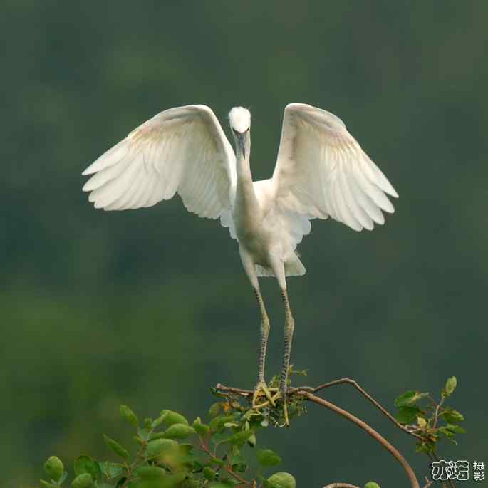 小白鹭与小夜鹭
