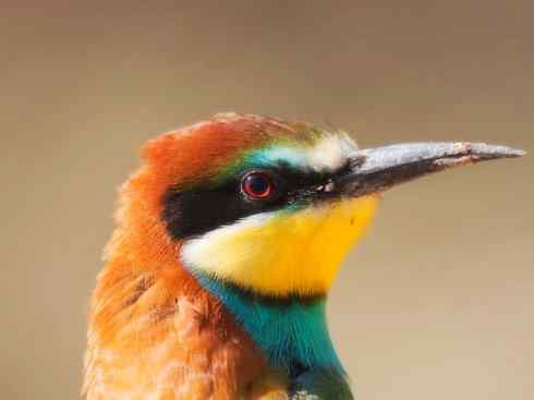 绝色攀禽：佛法僧目之蜂虎3