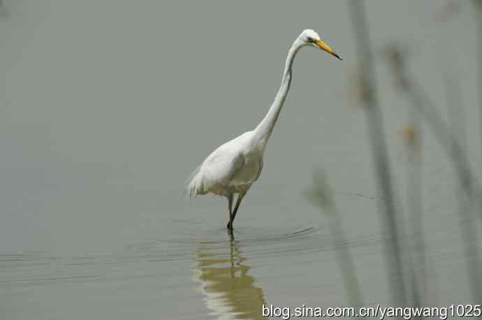 奥林匹克公园白鹭飞 wbr4