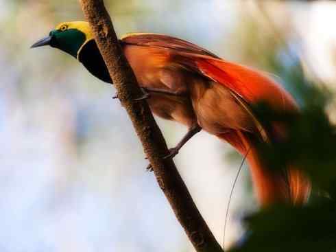 美丽无罪：雀鸟之极乐鸟