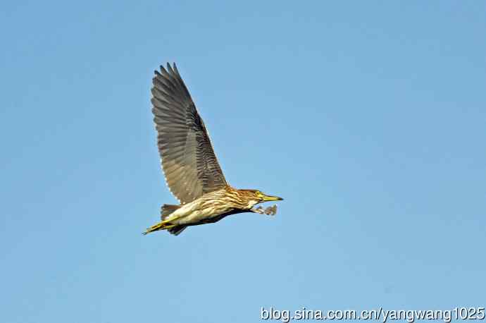 北京动物园的鸟类——飞（夜鹭）71