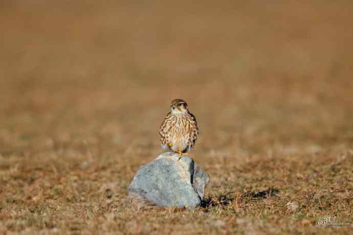 【野鸭湖的鸟】灰背隼 【野鸭湖的鸟】灰背隼