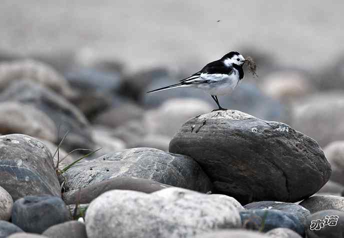 白鹡鸰拍鸟——陕西洋县华阳古镇的菜鸟