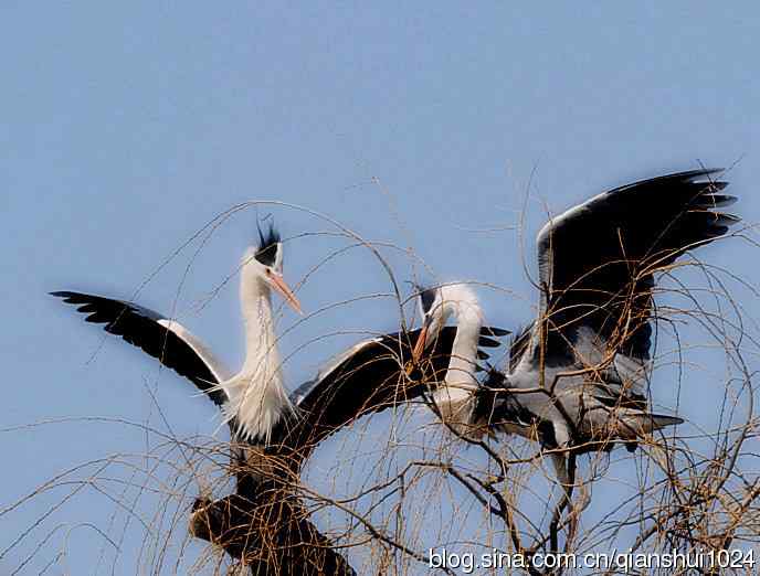 苍鹭.枝条后面一对对