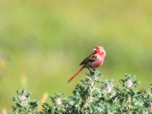 极品红色鸟类:红蜂虎 极品红色鸟类:红蜂虎
