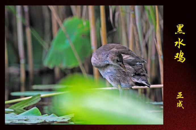北京奥森公园的鸟类——黑水鸡（亚成）