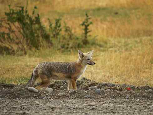 犬科：狐亚科伪狐属之阿根廷狐、山狐、达尔文狐