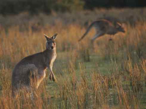 动物世界：山寨还是原创之八