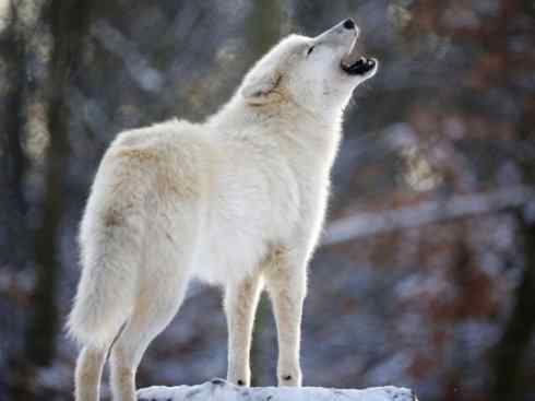 犬科：犬亚科犬属之灰狼