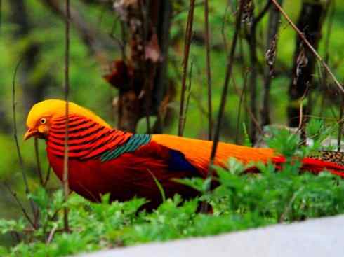 凤凰：传说中的鸟原型探秘（锦鸡）