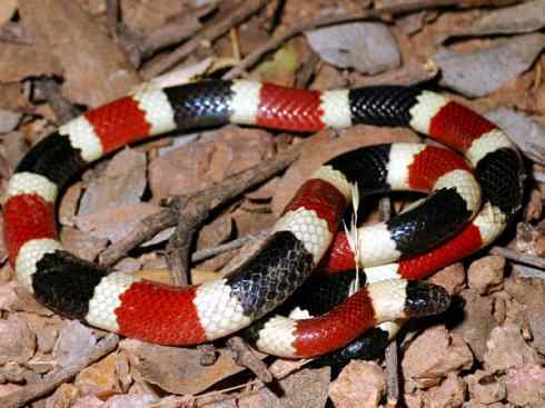 龙：传说的兽原型探秘（环蛇类）