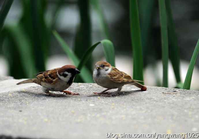 母爱（纪实篇）