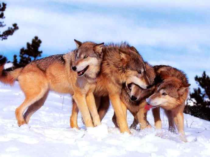 犬科：犬亚科犬属之灰狼