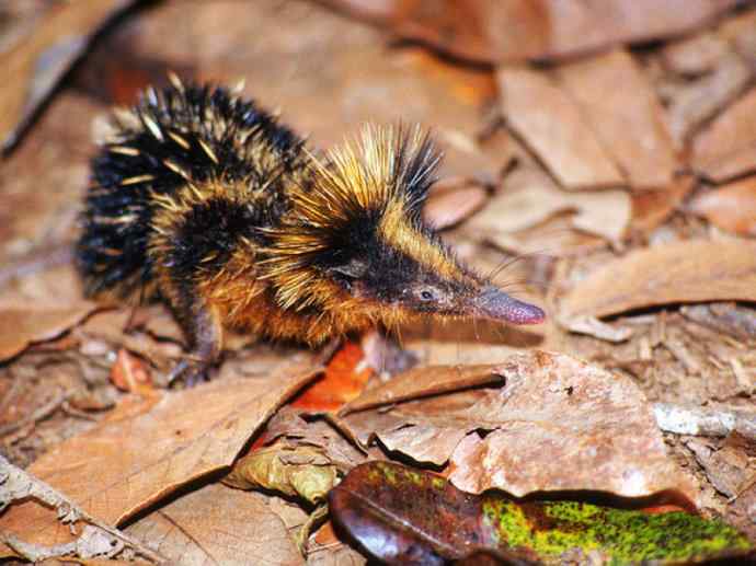 盘点十二大著名食蚁动物：土狼