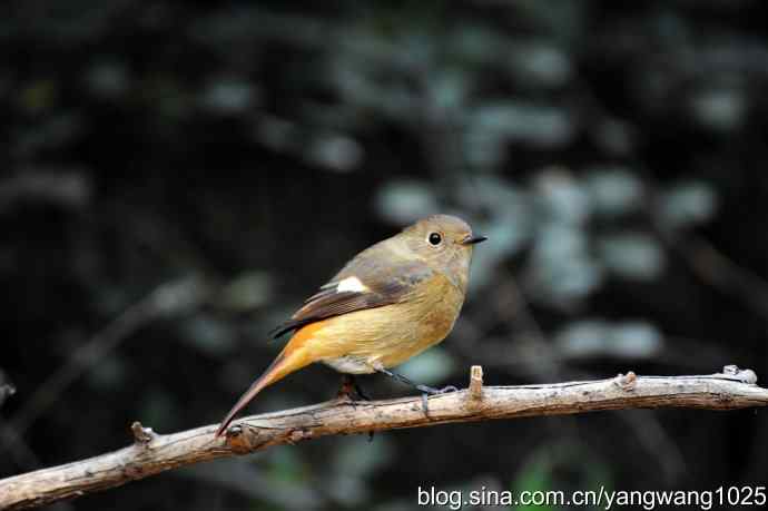雌性北红尾鸲（3）
