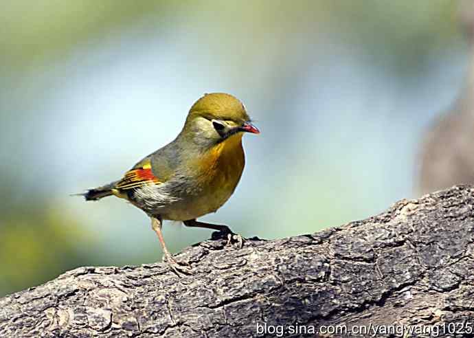 北京日坛公园随拍