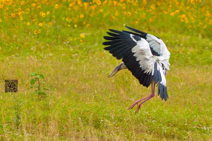 2006年首次发现的大鸟鈥斺斍祓