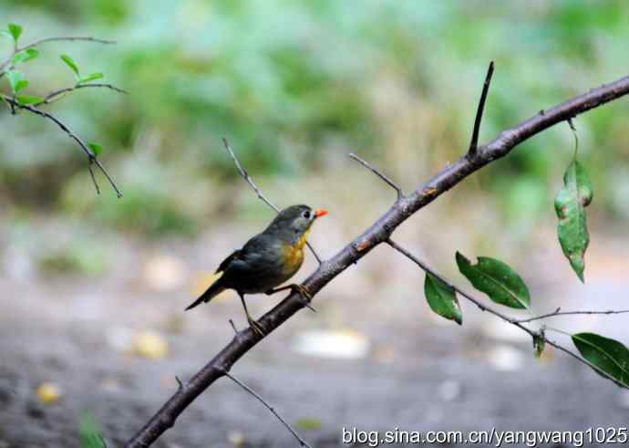 又遇相思鸟（1）